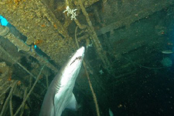 Sand Tiger, inside Aeolus wreck, North Carolina. by David Heidemann 